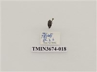 藏品(象鼻蟲(2))的圖片